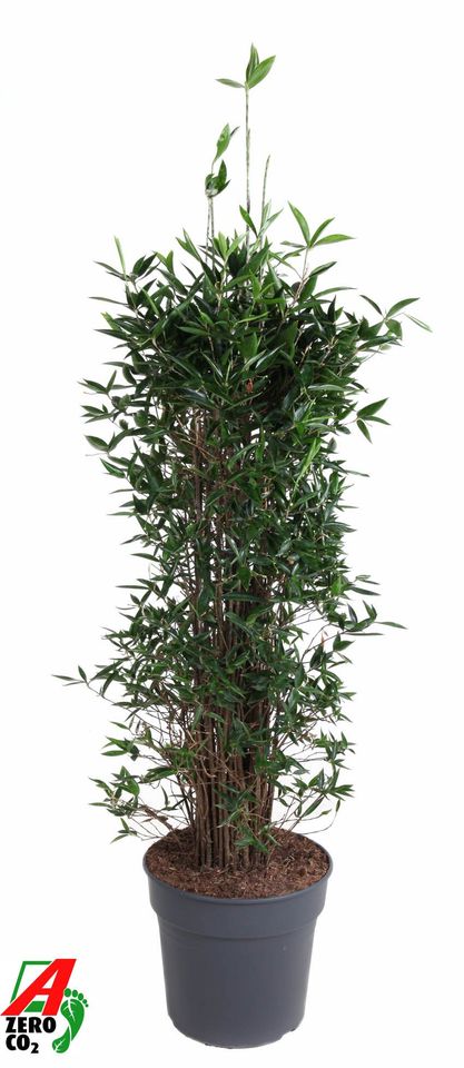 Dracaena surculosa