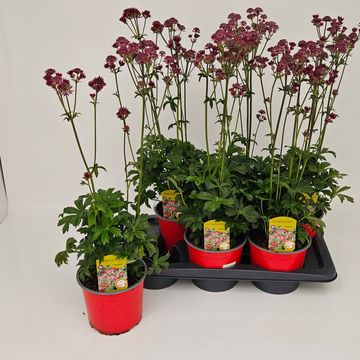 Astrantia major