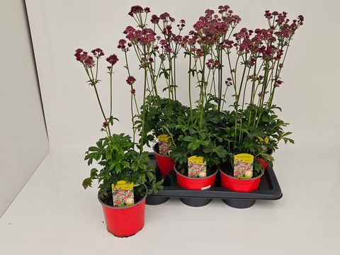 Astrantia major