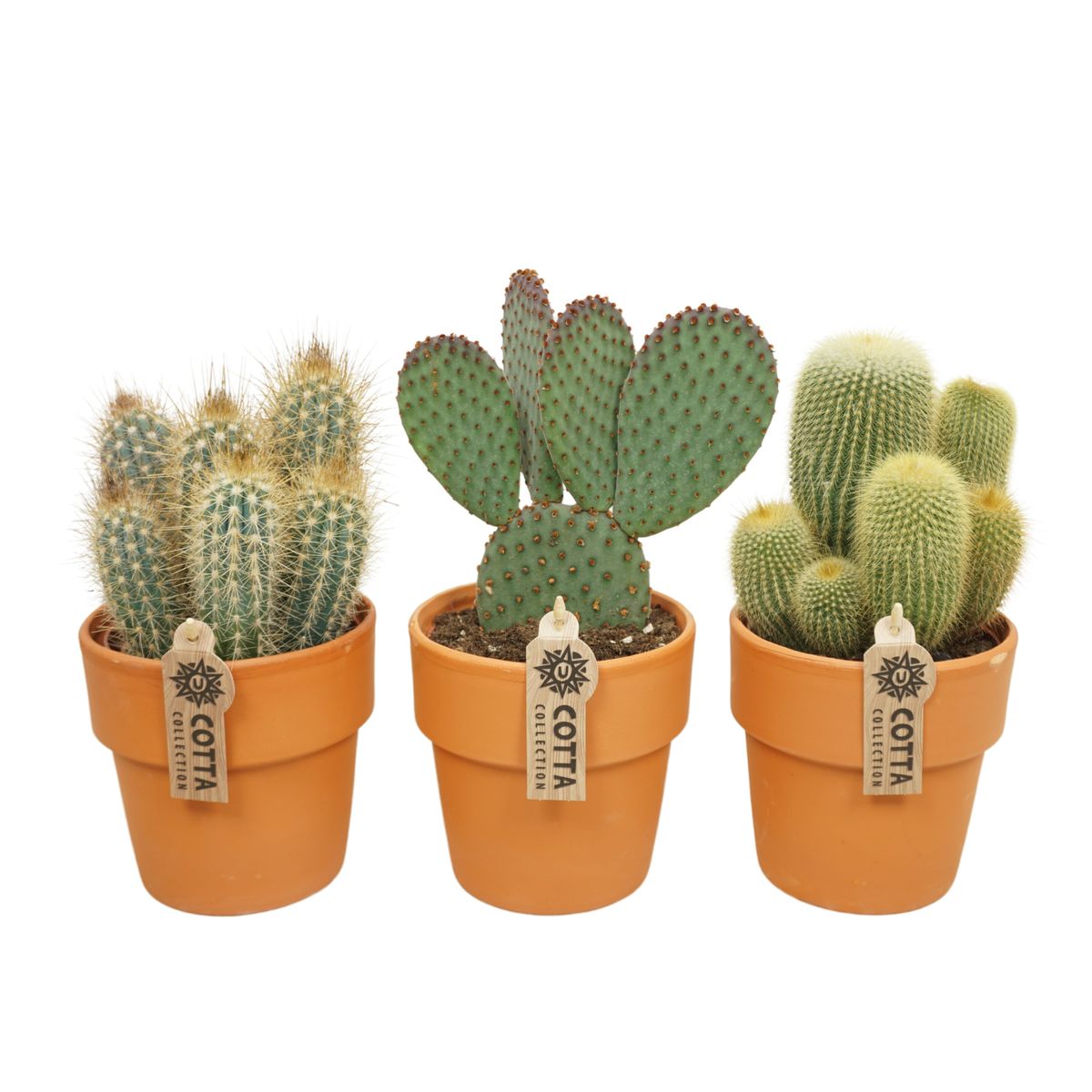 Kaktusy MIX — Hurtownia roślin FlorAccess