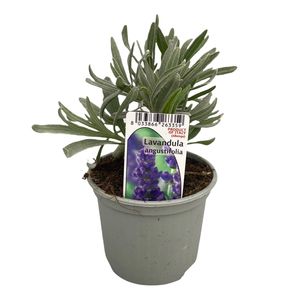 Lavandula angustifolia (Green Collect Sales)