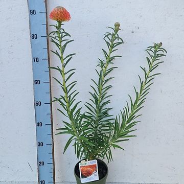 Leucospermum cordifolium 'Succession'