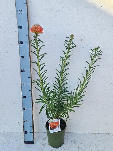 Leucospermum cordifolium 'Сукцессий'