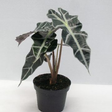 Alocasia x amazonica