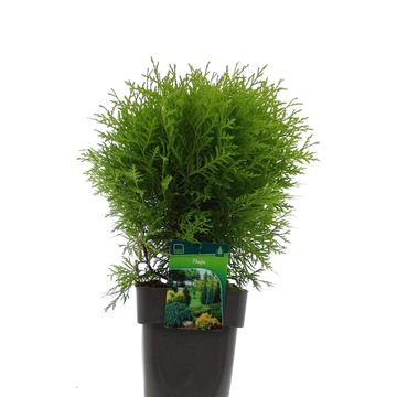 Thuja occidentalis 'Danica Aurea'