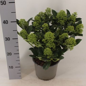 Skimmia japonica WHITE GLOBE