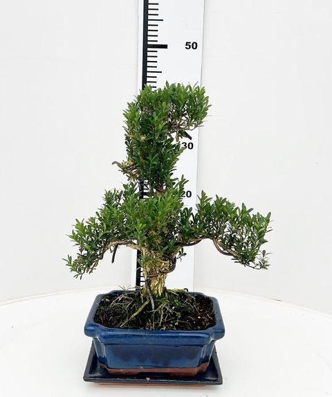 Buxus harlandii