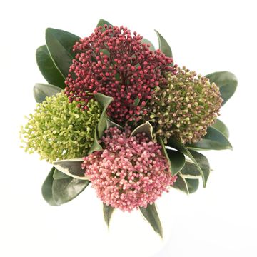 Skimmia japonica MIX