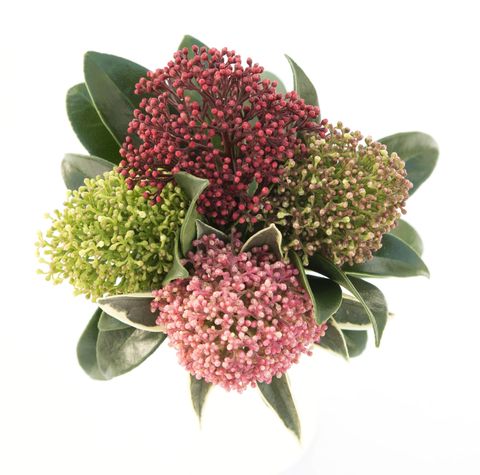 Skimmia japonica MIX