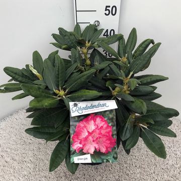 Rhododendron 'Фантастика' (Y)