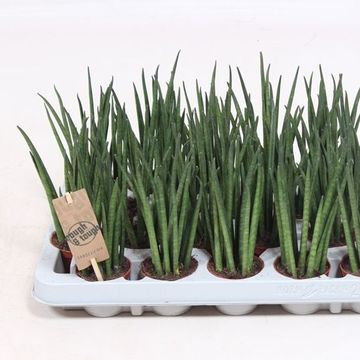 Sansevieria bacularis 'Mikado'