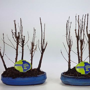 Metasequoia glyptostroboides