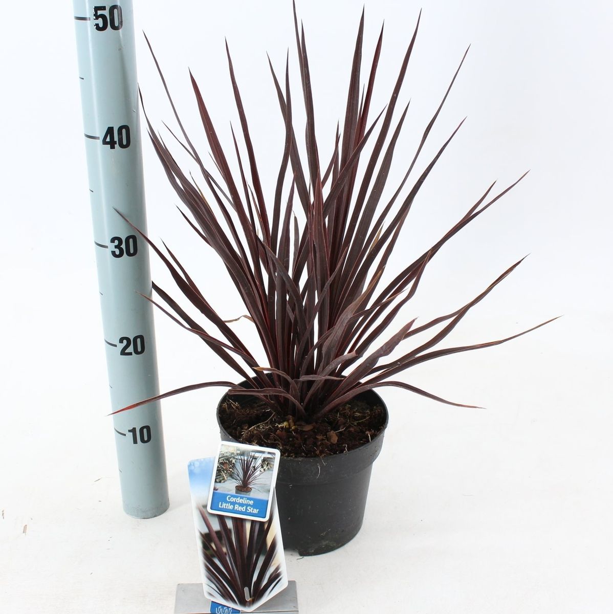 Cordyline australis LITTLE RED STAR — Plant Wholesale FlorAccess