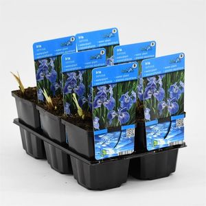 Iris setosa (Moerings Waterplanten)