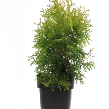 Thuja occidentalis 'Yellow Ribbon'