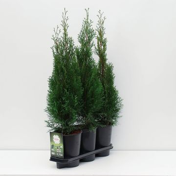 Thuja occidentalis 'Smaragd'