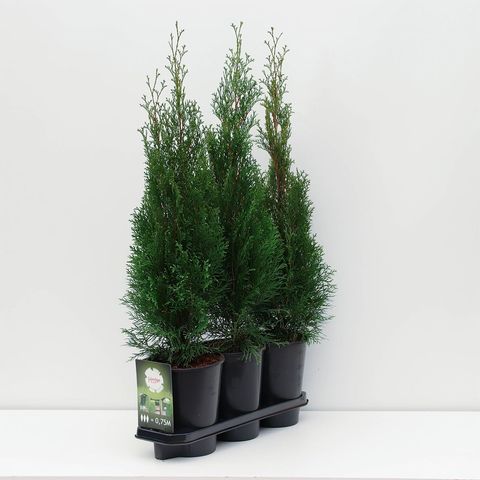 Thuja occidentalis 'Smaragd'
