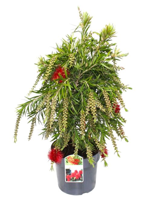 Callistemon citrinus 'Red Clusters'