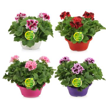 Pelargonium GRANDIFLORUM MIX