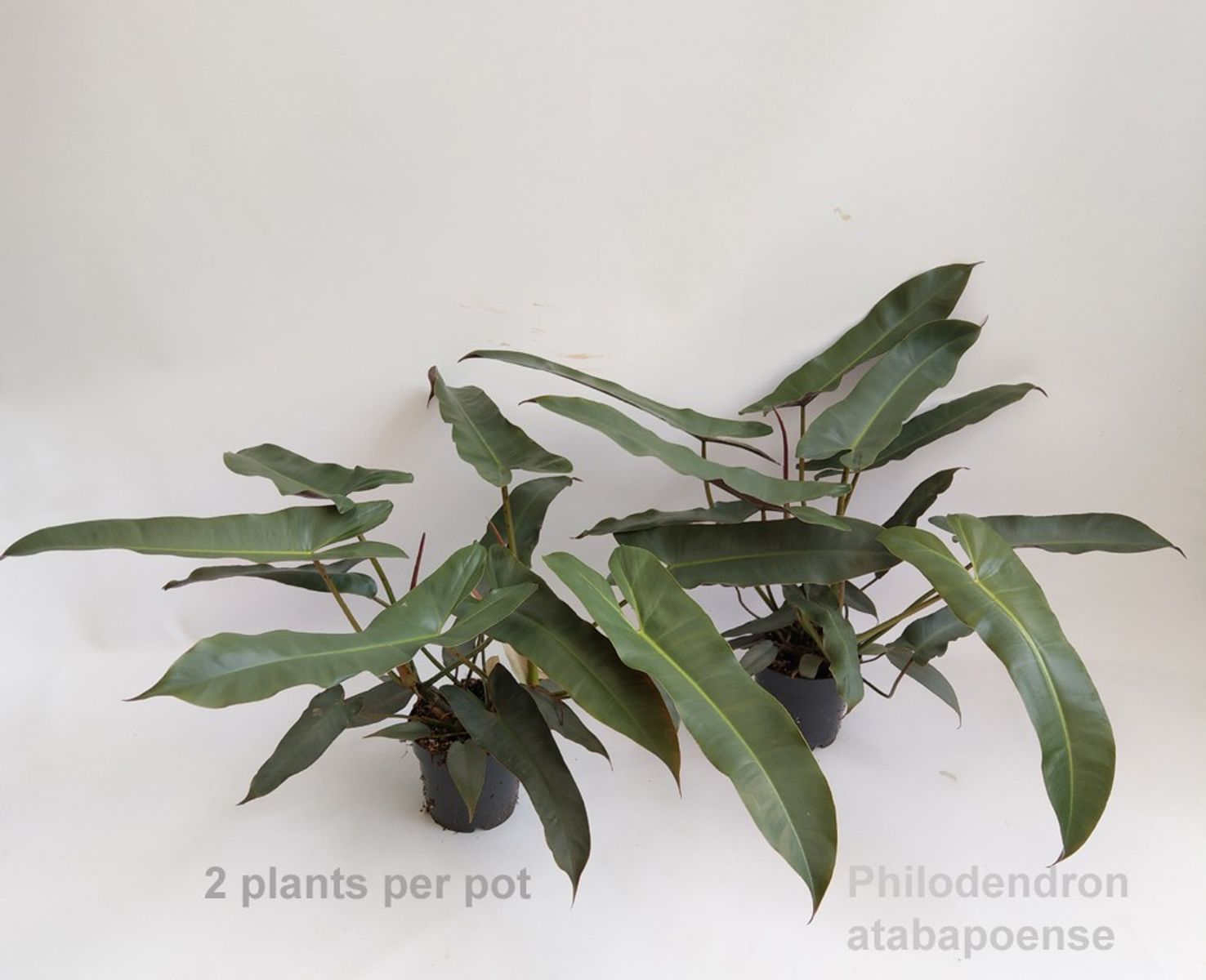 Atabapoense Philodendron store