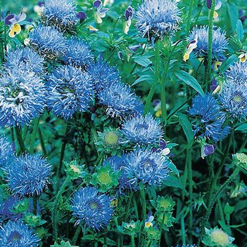 Jasione laevis 'Blaulicht'