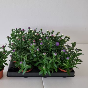 Aster MYSTERY LADY MIX