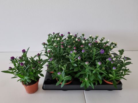 Aster MYSTERY LADY MIX