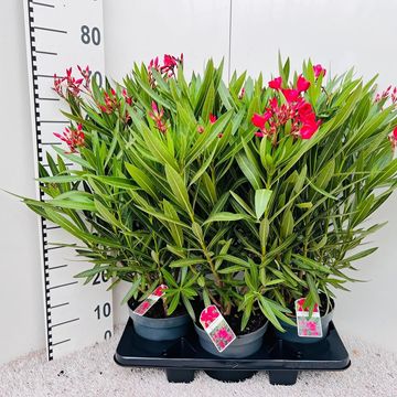 Nerium oleander