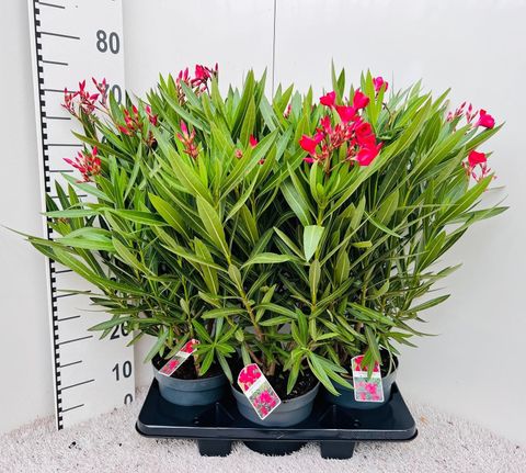 Nerium oleander