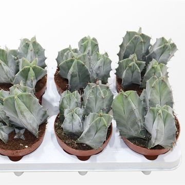 Ritterocereus pruinosus