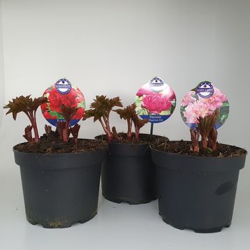 Paeonia LACTIFLORA MIX