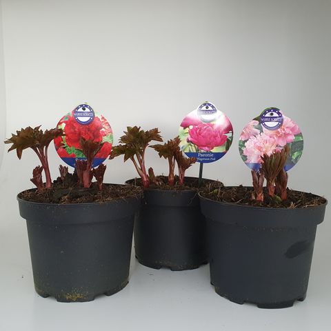 Paeonia LACTIFLORA MIX