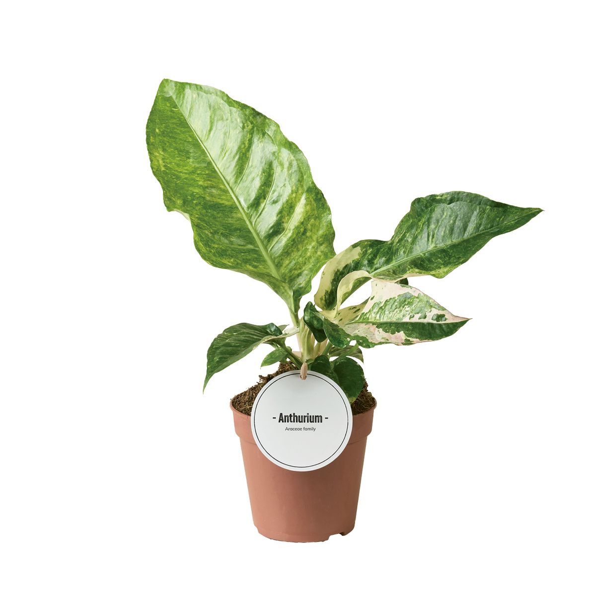 Anthurium hookeri 'Variegata'  Plant Wholesale FlorAccess