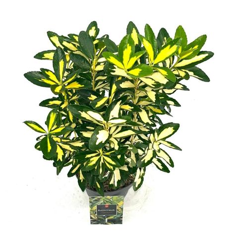 Euonymus japonicus 'Gold Queen'
