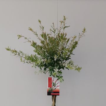 Salix integra 'Flamingo'