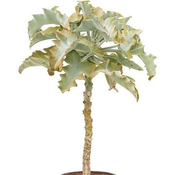 Kalanchoe beharensis