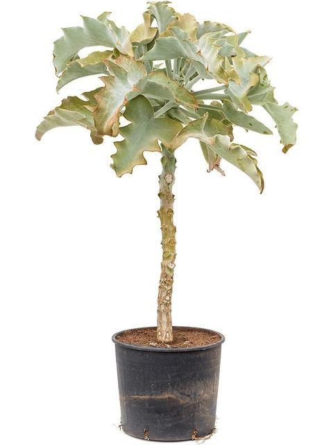 Kalanchoe beharensis