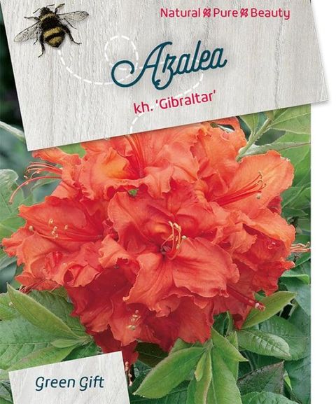 Rhododendron 'Gibraltar' (AK)