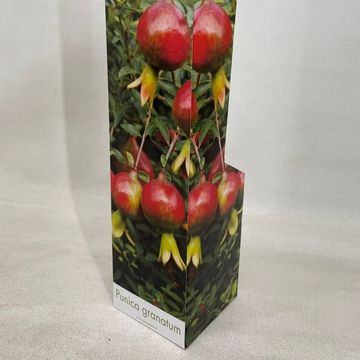 Punica granatum