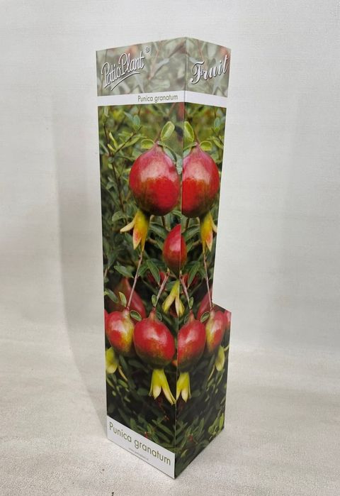 Punica granatum