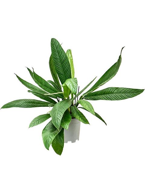 Филодендрон campii