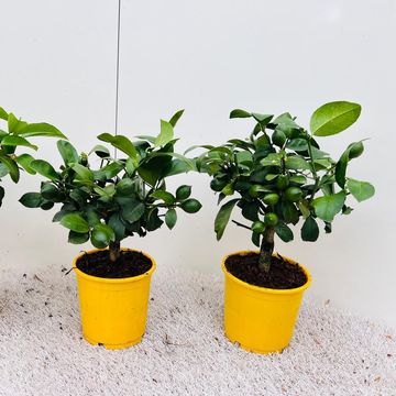 Citrus x meyeri 'Meyer'