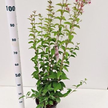Syringa microphylla 'Superba'