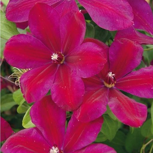 Clematis 'Westerplatte' (EL)