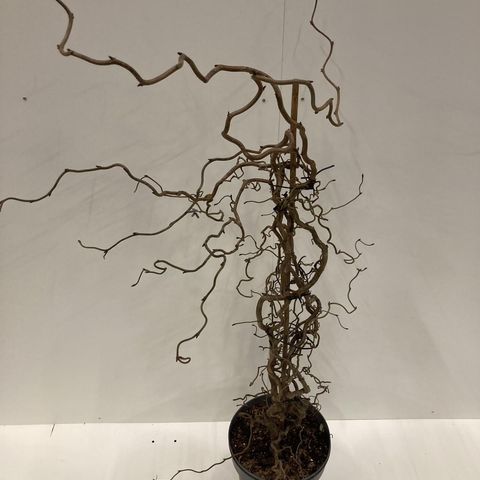 Corylus 'Red Majestic'