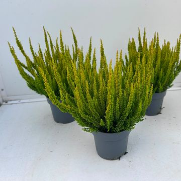Calluna vulgaris SKYLINE LAS VEGAS