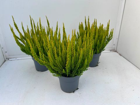 Calluna vulgaris SKYLINE LAS VEGAS