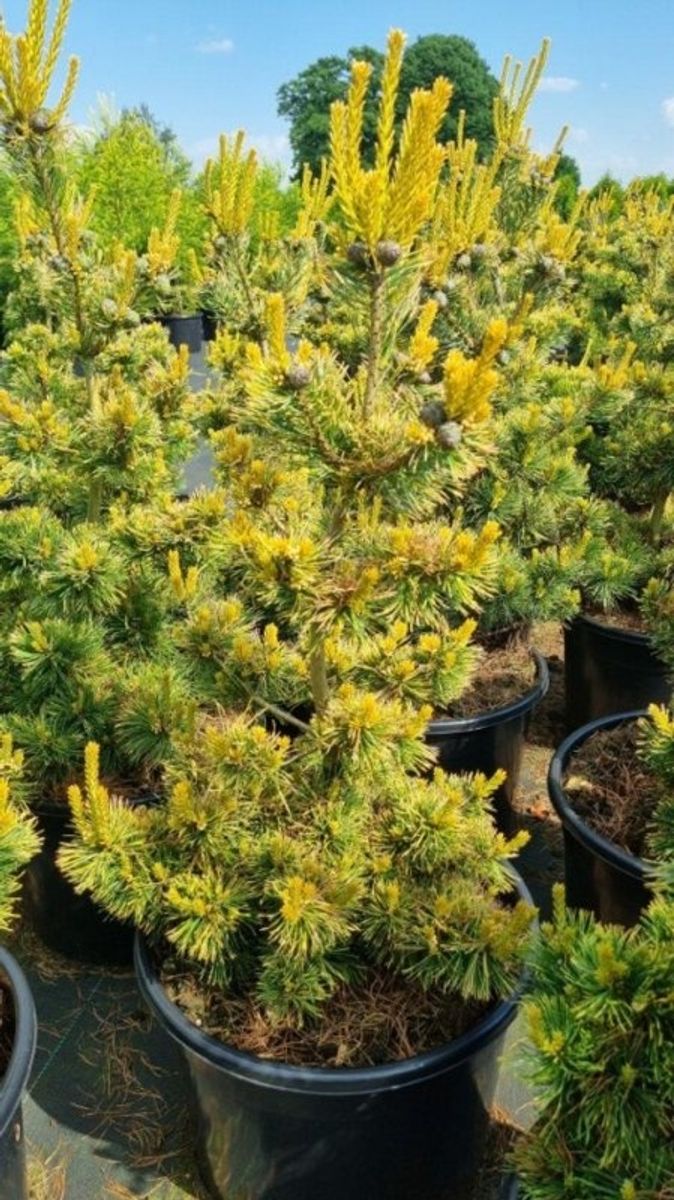 Pinus parviflora 'Goldilocks' — Plant Wholesale FlorAccess