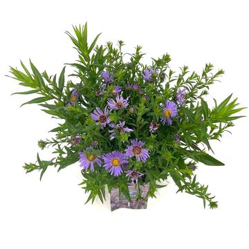 Aster 'Wood's Purple'