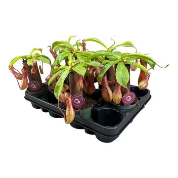 Nepenthes MIX